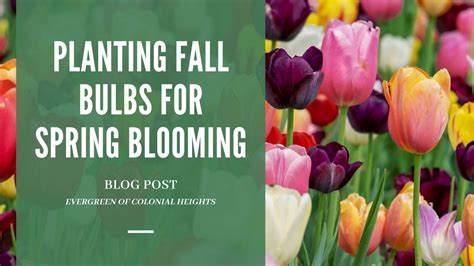 Planting Fall Bulbs - Evergreen of Colonial Heights