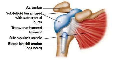 Bursitis Shoulder | MedicineBTG.com