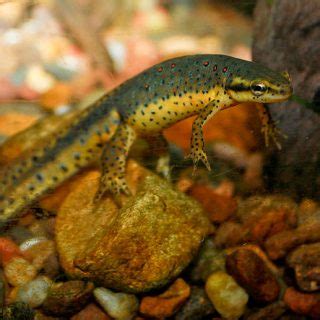 Newts: Facts and List of Types With Pictures - Amphibian Fact