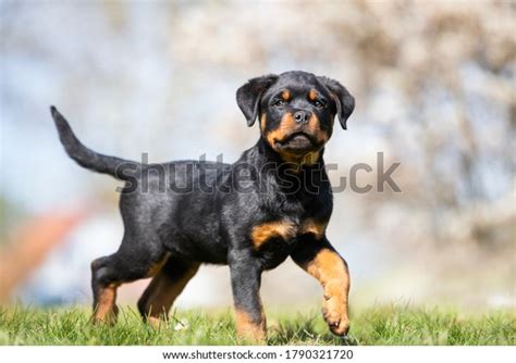 16,417 Rottweiler Puppy Images, Stock Photos, 3D objects, & Vectors ...