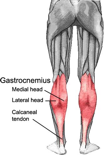 Muscles of the lower leg and foot | Human Anatomy and Physiology Lab ...