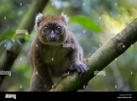 Greater Bamboo Lemur in rainforest - Madagascar Stock Photo - Alamy