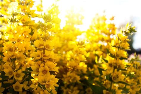 Premium Photo | Yellow flowers in the sunlight