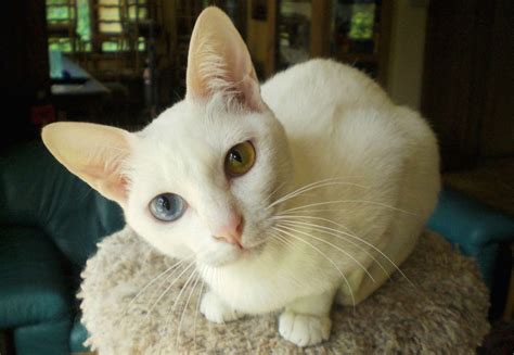 Odd-Eyed Cats and Other Animals With Heterochromia (Photos)