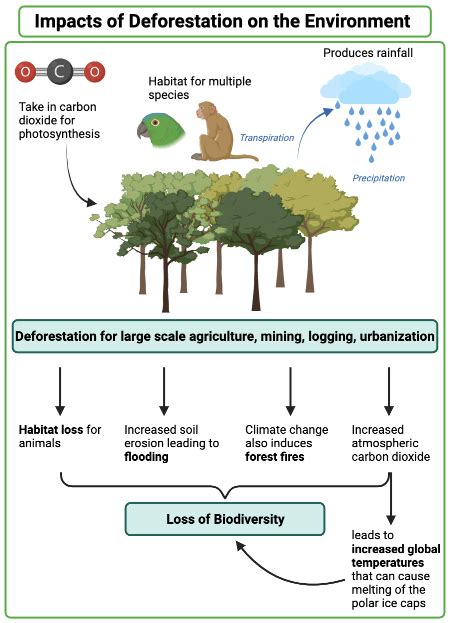 Evaluating the Effects of Human Activity on the Environment & Biodiversity Practice | Biology ...