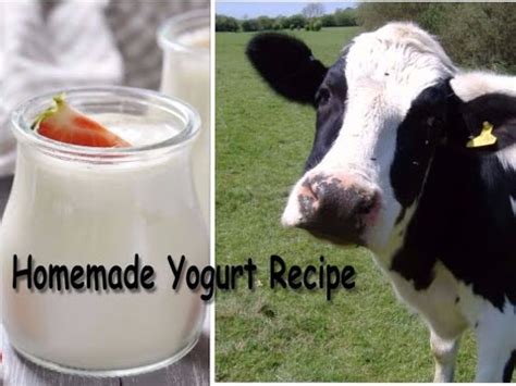 Homemade Yogurt Recipe (How To Make Yogurt With Unpasteurized Cow Milk)