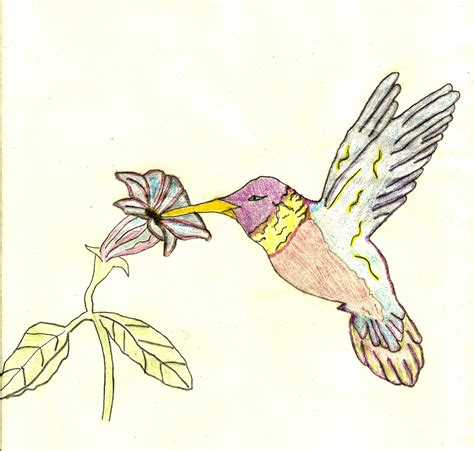 Hummingbird - Drawing Photo (28246213) - Fanpop