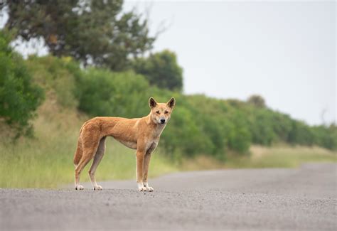 Australia's largest terrestrial predator, the Dingo. : r/badassanimals