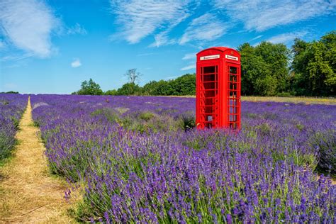 Mayfield Lavender Farm | CityDays