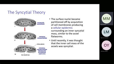 Bio 112 Evolution of Metazoa Part 2 Syncytial Theory and Colonial Theory - YouTube