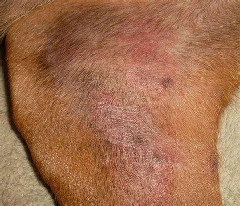 Help! Doberman with yeast infection. - Doberman Forum : Doberman Breed Dog Forums