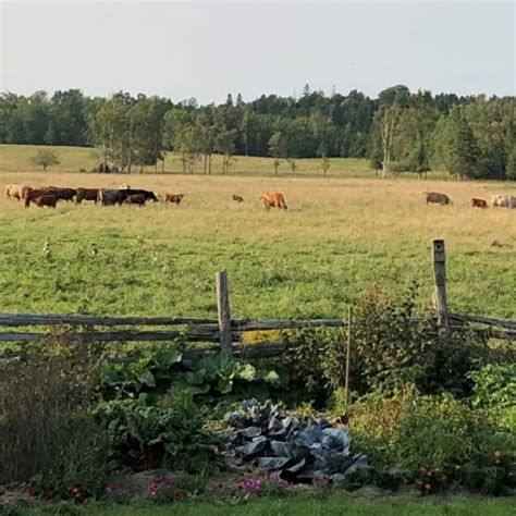 Introducing Green Pastures Farm - Backed By Bees