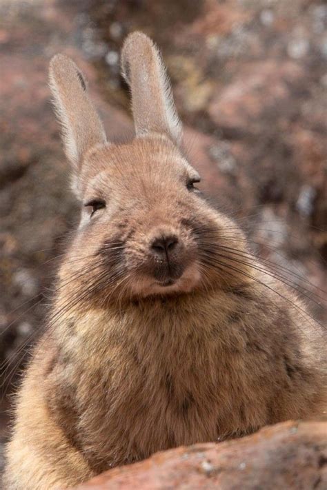 southern viscacha - Google Search. Repinned by Elizabeth VanBuskirk | Animals of Peru, Projects ...