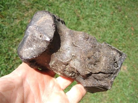 High Quality Mastodon Metapodial | Proboscidea | FOSSILS | Prehistoric Florida