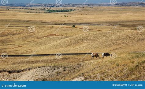 Badlands, SD - Pronghorn - Giraffes? Stock Image - Image of burnt ...