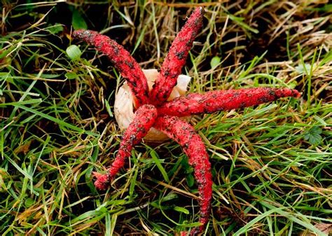 Clathrus archeri, Devil's Fingers fungus identification