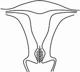 Uterus Coloring Pages sketch template