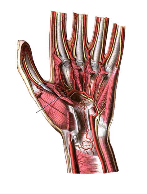 Sobotta 1909 fig.563 - Arteries and nerves of the palm of the hand - no ...