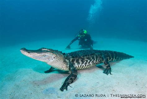 Saltwater Crocodile Underwater | Wallpapers Gallery