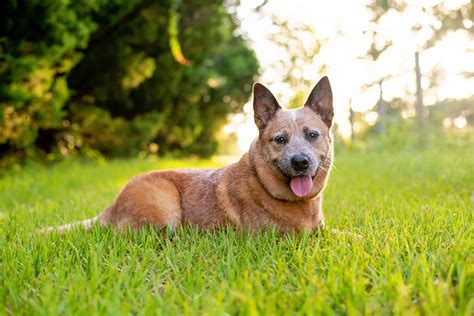 Red Heeler (Red Australian Cattle Dog): Info, Pictures, Origin ...