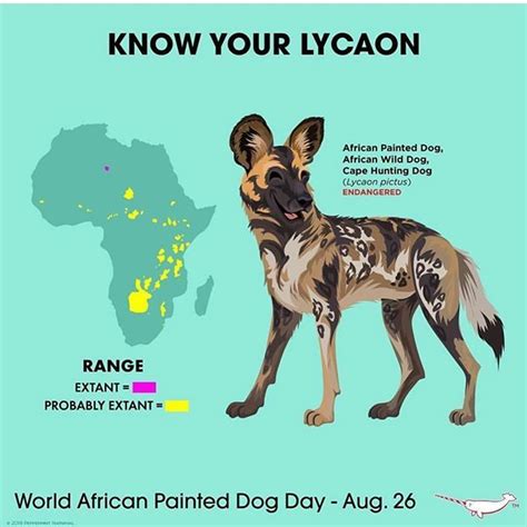 If there is ever a day to celebrate African Wild Dog is definitely one ...