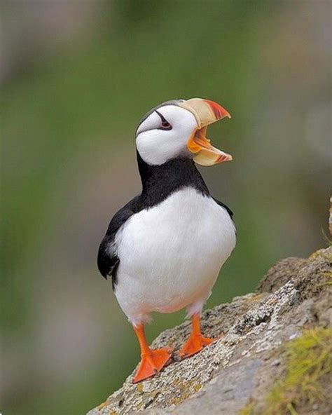 Pretty horned puffin calling out. | Puffins bird, Funny animals, Puffin