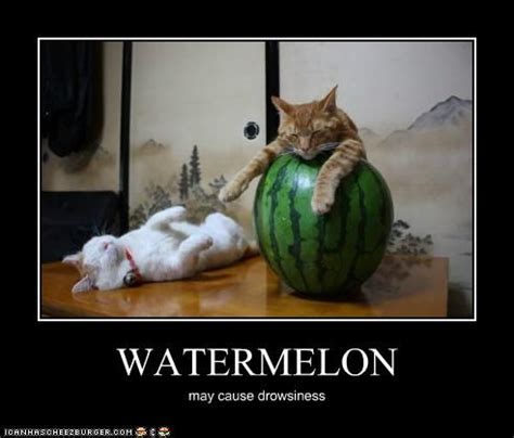 WATERMELON | Motivational posters, Cat nap, Life humor