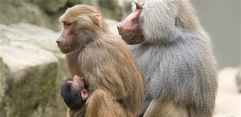 Oakland Zoo | Hamadryas Baboon