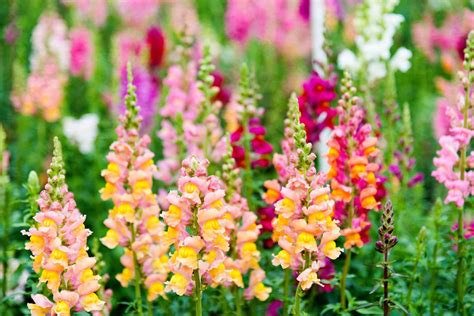 Snapdragons: Plant Care & Growing Guide