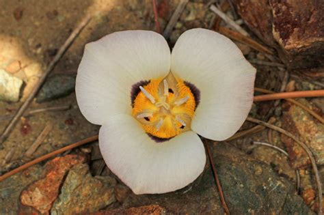 Wildflowers of the redwood forests | Save the Redwoods League | Snow ...