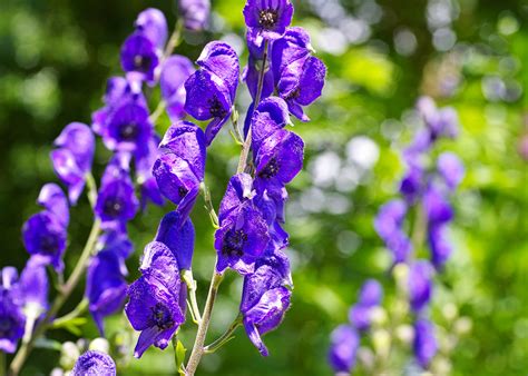 Aconitum napellus: rimedio omeopatico