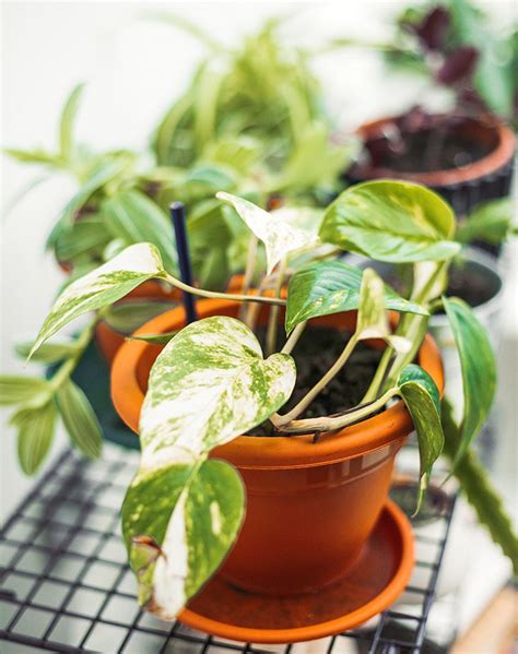 The 20 best air purifying house plants to freshen up your home – Artofit