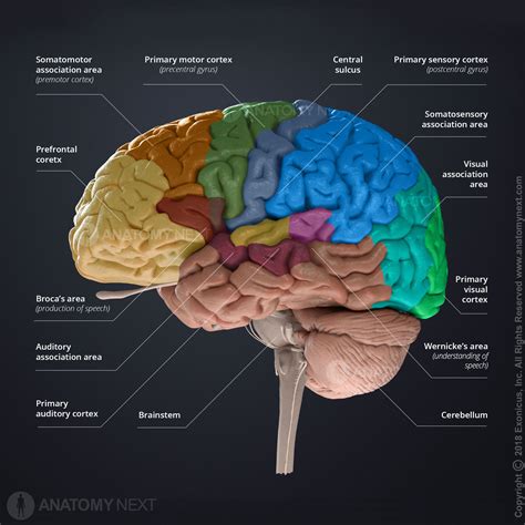 Cerebellum Anatomy Diagram