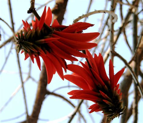 Bright Red Coral Flower Free Stock Photo - Public Domain Pictures