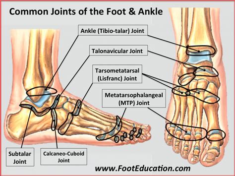 Diagram Of Ankle