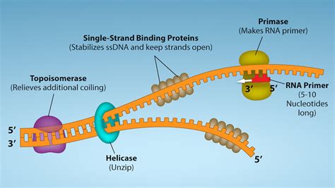 30: DNA, RNA, and DNA Replication - Biology LibreTexts