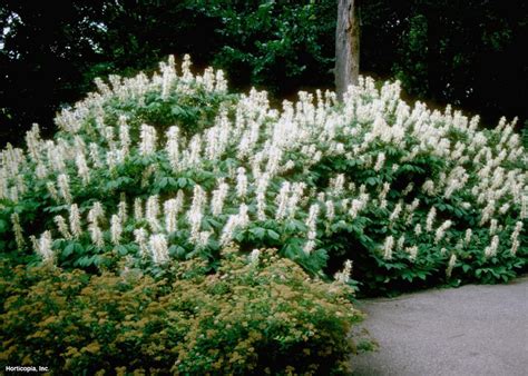 Flowering Shrubs for Shade Gardens | HGTV