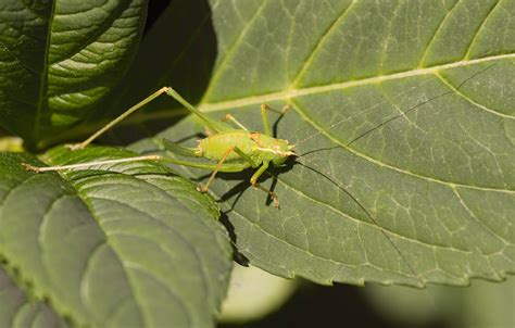 Green Grasshopper on Green Leaf · Free Stock Photo