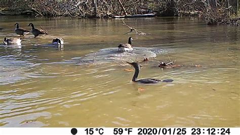 Goose Stealing & Other Wildlife February 2020 - YouTube