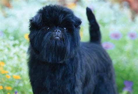 Affenpinscher Dog Breed - Dog World