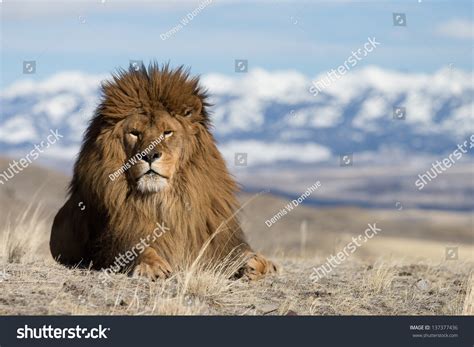 Extinct In The Wild Barbary Or Atlas Lion On Windswept Hill Stock Photo ...