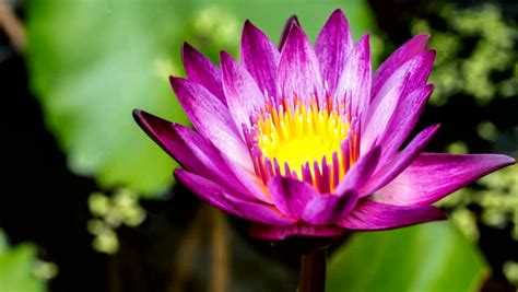 Time Lapse Blooming of Lotus Stock Footage Video (100% Royalty-free ...