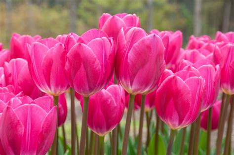 Pink Ardour Tulips | Always Wholesale Pricing | Colorblends®