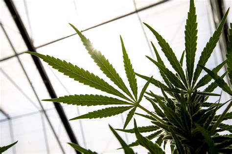 HHS Calls for Moving Marijuana to Lower-Risk US Drug Category - Bloomberg