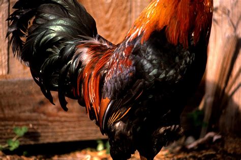 Colorful Rooster Feathers Photograph by Jerry Shulman