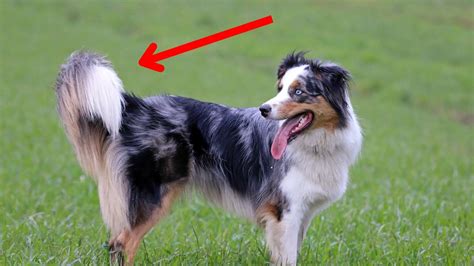 Are Australian Shepherds Born With Tails? (Fully Explained)