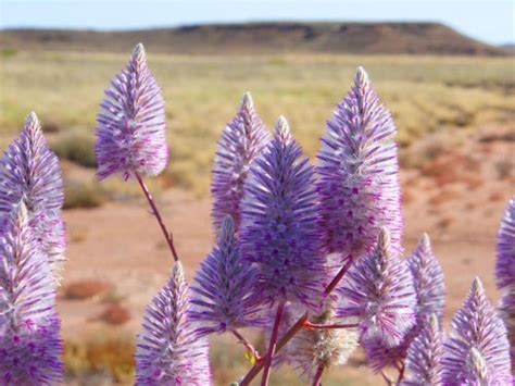 Mulla mulla: le proprietà del fiore australiano come rimedio contro il caldo - greenMe