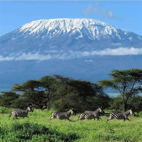 The Mount Kilimanjaro Deaths - Statistics and Facts - Safariclock Adventures