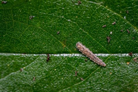 Hoverfly Larvae stock photo. Image of background, insect - 5539852