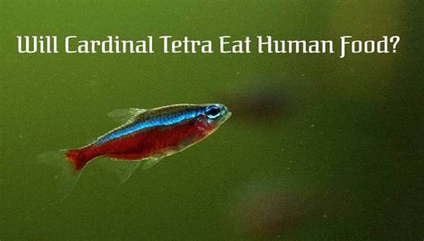 Will Cardinal Tetra Eat Human Food? Find Out Here - Tetra Fish Care